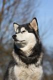 ALASKAN MALAMUTE 753